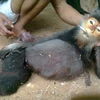 Hình ảnh một con voọc chà vá chân xám bị hành hạ. (Nguồn: nld.com.vn)
