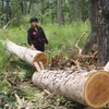 Rất nhiều cây gỗ căm xe bị đốn hạ tại tiểu khu 477, 484 của Vườn Quốc gia Yok Đôn. (Ảnh: Nguyễn Việt/Vietnam+)