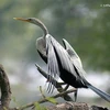 Chim cổ rắn. (Nguồn: lananhbirds.com)