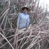 Hàng ngàn hộ nông dân ở vùng mía Lam Sơn của tỉnh Thanh Hóa đang "sống mòn" với mùa mía đắng. (Ảnh: Hùng Võ/Vietnam+)
