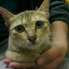 Ánh mắt buồn của một chú mèo bị bỏ rơi. (Quỳnh Trang/Vietnam+)