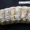 Răng voi hóa thạch tìm thấy ở hang Mã Tuyển. (Ảnh: baolaocai)