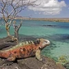 Loài cự đà sống trên đảo Floriana thuộc quần đảo Galapagos, Ecuador. (Nguồn: AFP/Vietnam+)