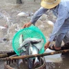 Thu hoạch cá tra tại khu vực nuôi thả của Công ty Nông sản Thực phẩm Trà Vinh thuộc Tổng công ty Lương thực miền Nam. (Ảnh: Đình Huệ/TTXVN)
