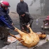 Trâu, bò chết rét ở Sa Pa (Lào Cai) được bán để mổ thịt. (Ảnh: Ngọc Hà/TTXVN)