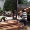 Kiểm lâm huyện Tuy An đang xác định khối lượng gỗ lậu. (Ảnh: Thế Lập/TTXVN)