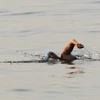 Nữ vận động viên bơi lội Diana Nyad đang thực hiện hành trình của mình. (Ảnh: Reuters)
