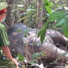 Con voi cuối cùng ở rừng phòng hộ Tân Phú đã chết. (Ảnh: Internet)