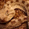 Con rắn này được đặt theo tên của một bé gái bảy tuổi, Horned Viper. (Ảnh: Internet)