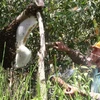 Thu hoạch mật ong rừng trên lâm phần rừng tràm U Minh Hạ. (Ảnh: Trần Quốc La/TTXVN)
