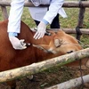 Tiêm vắcxin phòng bệnh lở mồm long móng và tụ huyết trùng cho đàn bò. (Ảnh: Đình Huệ/TTXVN)
