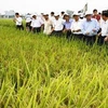 Mô hình lúa gieo thẳng ở xã Nguyên Xá, huyện Vũ Thư, Thái Bình. (Ảnh: Đình Huệ/TTXVN)