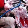 Trong một lò mổ lợn chết ở Đồng Nai. (Nguồn: tuoitre.vn)