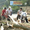 Nông dân Kim Bôi khai thác gỗ nguyên liệu bán cho các nhà máy, giá trị ước đạt từ 60-70 triệu đồng/ha. (Nguồn: baohoabinh.com.vn)