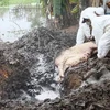 Lực lượng thú y tiêu hủy lợn mắc bệnh tai xanh ở xã Triệu Đông, huyện Triệu Phong, Quảng Trị. (Ảnh: Hồ Cầu/TTXVN)