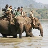 Những con voi nhà được sử dụng phục vụ du lịch ở buôn Jun, huyện Lăk, Đắk Lắk. (Ảnh: Phương Hoa/TTXVN)