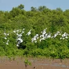 Một góc khu Ramsar Mũi Cà Mau. (Ảnh: Thanh Minh/TTXVN)
