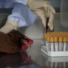 Xét nghiệm kiểm tra virus cúm trên gia cầm ở Hong Kong. (Ảnh: THX/TTXVN)