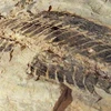Một vết hóa thạch được phát hiện ở Sydney. (Ảnh: AFP)