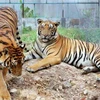 Những con hổ đang được nuôi nhốt sẽ đi về đâu? (Ảnh: iponre vietnam)
