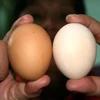 Sau 3 phút ngâm hóa chất, trứng gà công nghiệp được hô "biến" thành trứng gà ta. (Ảnh: Thông Chí/Vietnam+)