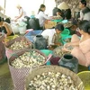 Sơ chế nấm rơm ở huyện Mỹ Xuyên (Sóc Trăng) trước khi bán cho các công ty chế biến nấm rơm xuất khẩu. (Ảnh: nguồn Vietnamnet)