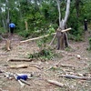 Nhiều diện tích rừng phòng hộ ở xã Ân Nghĩa (Hoài Ân) bị lâm tặc khai thác. (Ảnh: báo Bình Định Online)