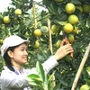 Nông dân Cao Phong thu hoạch cam. (Ảnh: báo Hòa Bình Online)
