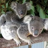 Gấu túi Koala. (Ảnh: nguồn Internet) 