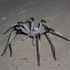 Loài nhện khổng lồ Cerbalus aravensis. (Ảnh: nguồn Internet)