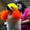 Các chú chó, mèo ở Trung Quốc sắp được bảo vệ bởi một đạo luật chống ngược đãi động vật. (Ảnh: minh họa/Internet) 