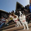 Nhà hát Opera Sydney bỗng chốc biến thành "trại chó." (Nguồn: TT&VH)