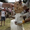 Con dê trắng có tên là Grazyolyte đã vượt qua các đối thủ khác để đoạt “vương miện hoa hậu.” (Nguồn: Internet)