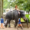 Một chú voi và quản tượng tham gia lễ hội ở đền thờ Sree Vadakkunatha. (Nguồn: Internet)