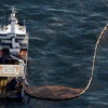 Khắc phục thảm họa tràn dầu của Vịnh Mexico. (Nguồn: AFP/TTXVN)