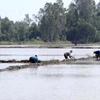 Nhiều khu vực Đồng bằng sông Cửu Long bị nước "chụp" gây ngập lúa Đông Xuân. (Ảnh: Thanh Vũ/TTXVN)