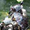 Rùa tai đỏ đang hoành hành tại hồ Gươm. (Ảnh: Thế Duyệt/TTXVN)