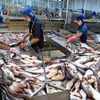 Nhiều doanh nghiệp Việt Nam đang nhập cá tra từ Campuchia, Myanmar... (Ảnh: Duy Khương/TTXVN)