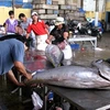 Sơ chế cá ngừ đại dương tại cảng cá phường 6, thành phố Tuy Hòa, Phú Yên. (Ảnh: Ly Kha/TTXVN)