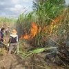 Một vụ cháy diện tích trồng mía ở Gia Lai. (Nguồn: Internet)