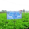 Mô hình thí điểm sản xuất rau theo tiêu chuẩn VietGap tại hợp tác xã rau Trường An. (Nguồn: dongnai.gov.vn)