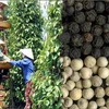 Việc chú trọng tới khâu thu hoạch đã nâng chất lượng tiêu của Việt Nam. (Nguồn: Internet)