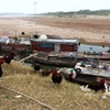 Sông Lô khô hạn khiến tàu thuyền bị mắc cạn. Ảnh minh họa. (Nguồn: Internet)