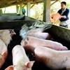 Chăn nuôi lợn ở Bát Xát, Lào Cai. (Ảnh: Thanh Hà/TTXVN)