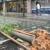 Cây cối bị nhổ bật rễ ở Thủ đô Seoul ngày 26/6. (Nguồn: Yonhap)