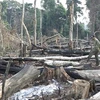 Rừng Tà Thiết ở Bình Phước bị chặt phá tan hoang để lấy gỗ, chiếm đất làm rẫy. (Nguồn: báo Dân Việt)