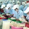 Công nhân chế biến ghẹ xuất khẩu ở Kiên Giang. (Ảnh: Thế Thuần/TTXVN)