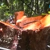Cây gỗ quý rừng đầu nguồn Mường Pồn bị chặt hạ ngang nhiên. (Nguồn báo Điện Biên Phủ)