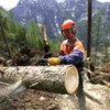 Với tốc độ khai thác hiện nay, châu Á sẽ cạn kiệt gỗ trong chưa đầy 30 năm tới. (Nguồn: Internet) 