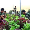 Bộ đội trồng rau xanh trên đảo Phú Quý. (Nguồn: phuquy.binhthuan.gov.vn)